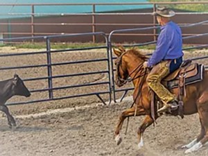 The Bacheloreyt/Odie - Trained horse by Joe Ammann
